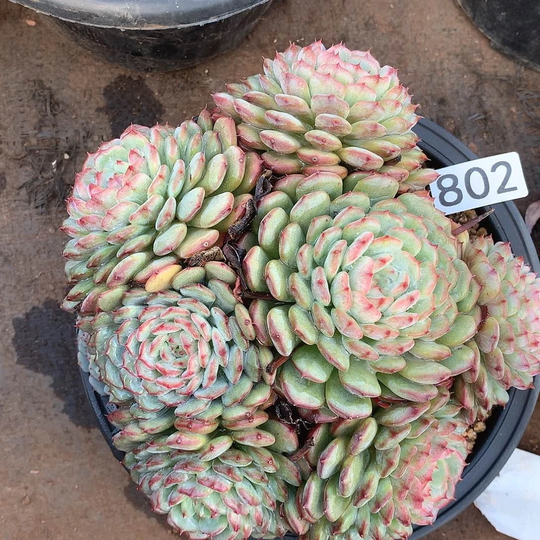 802白胖子 一物一拍多肉