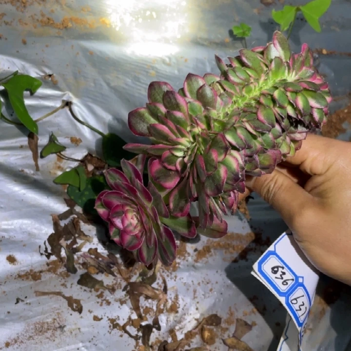 697，荔枝缀化法师锦