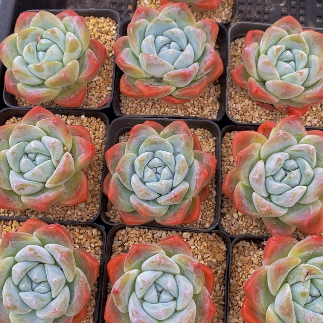 22-精品奶油樱花冰玉单头一个