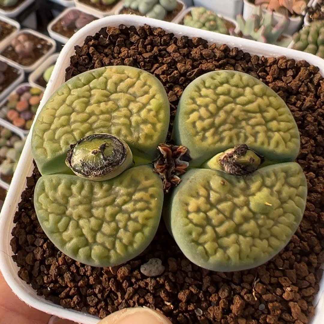 95多肉植物百科绿富贵