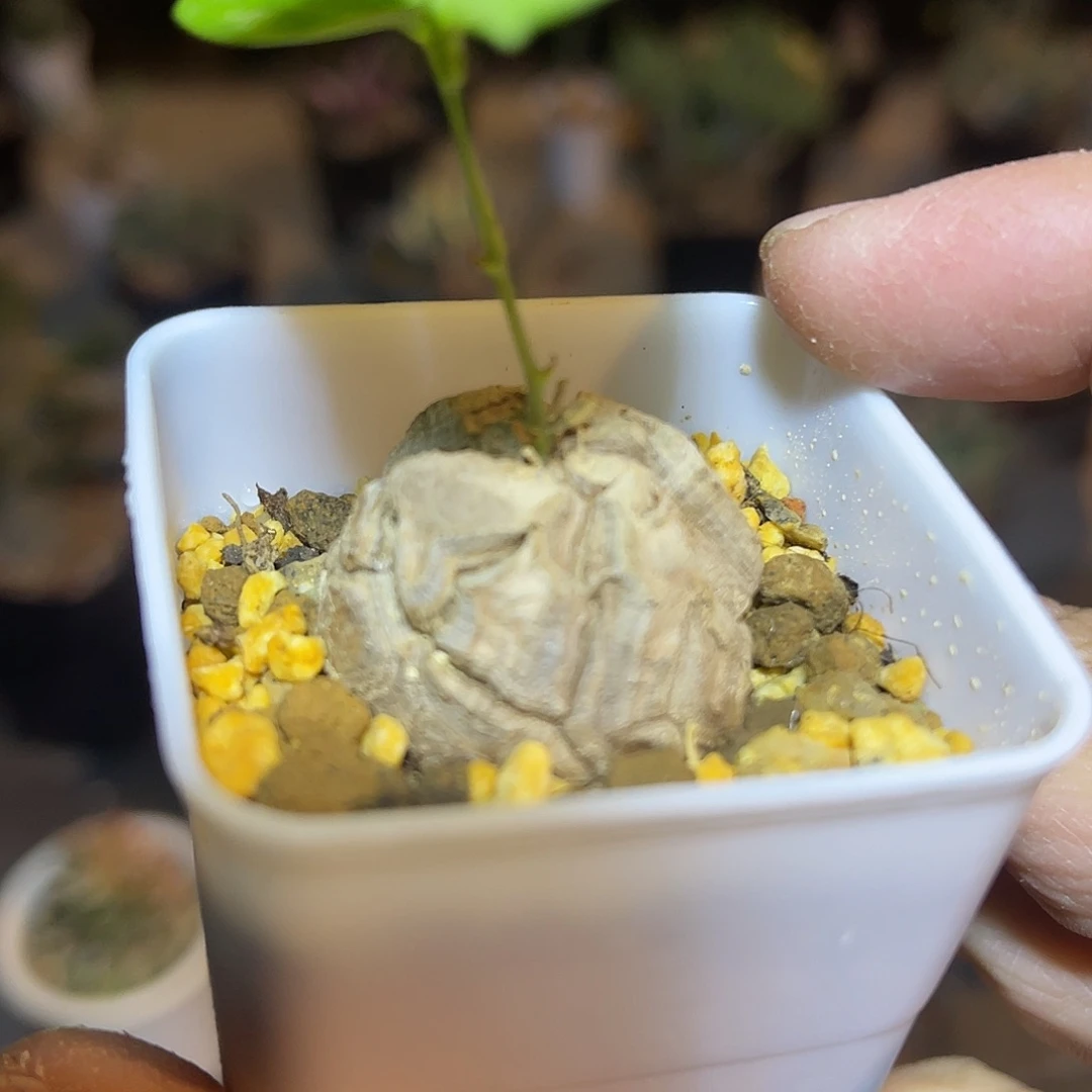 实生南非龟甲龙一物一拍