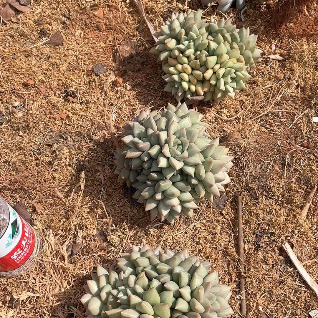 象牙6头起24.8米 量拍多肉