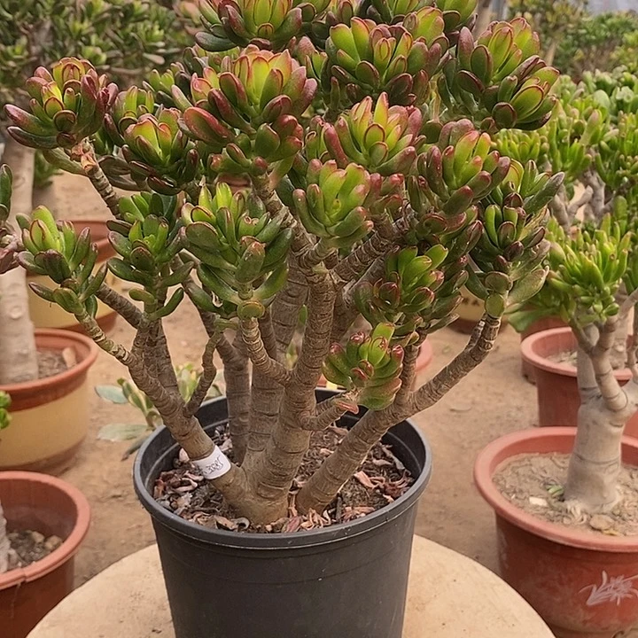 东*45招财猫一物一拍