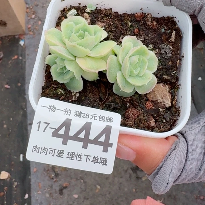 水晶虾饺无盆土发货多肉多