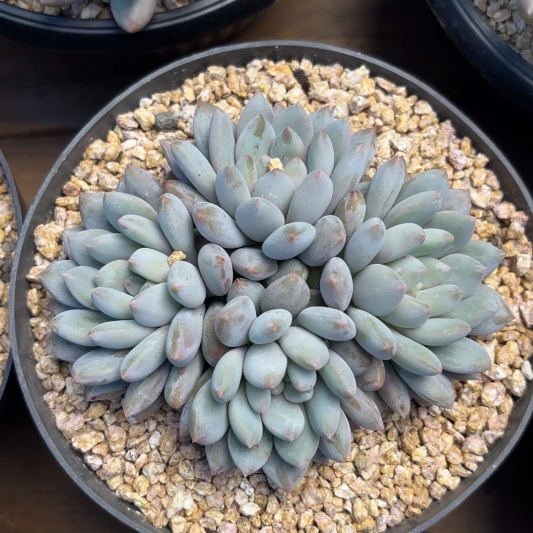 无花朵半夏群无砍