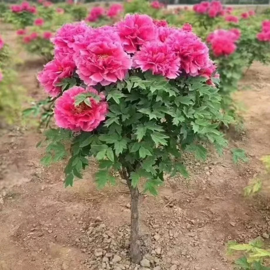 独杆牡丹花苗 先发花肥 （预售卡）秋天发苗菏泽基发