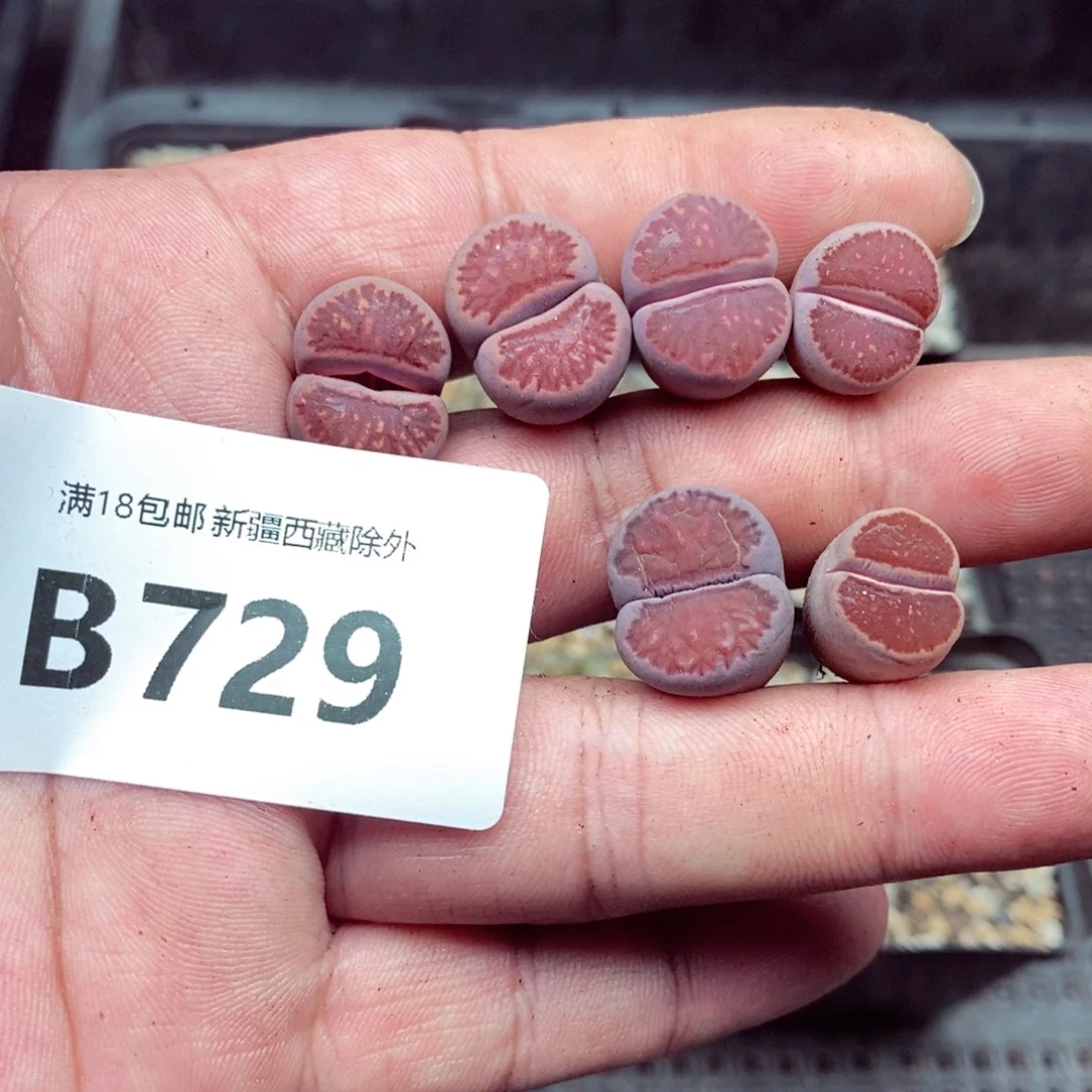 忝****禹我的小姐姐们都都在729