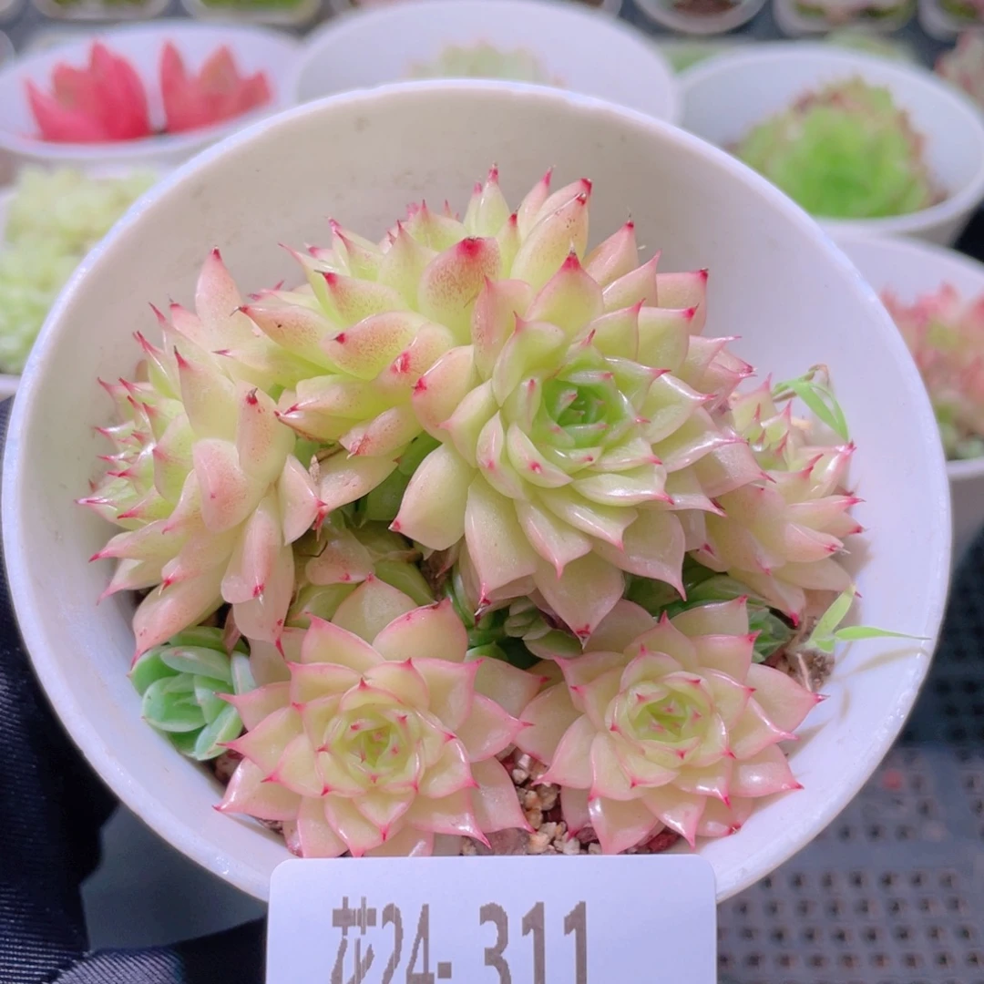 花利美24-311麦秆