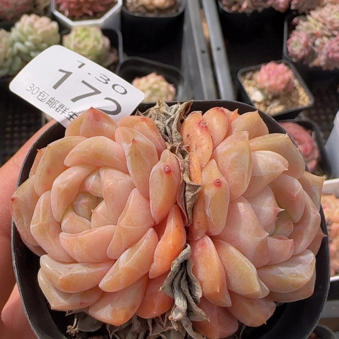 双头冰魄老桩一颗