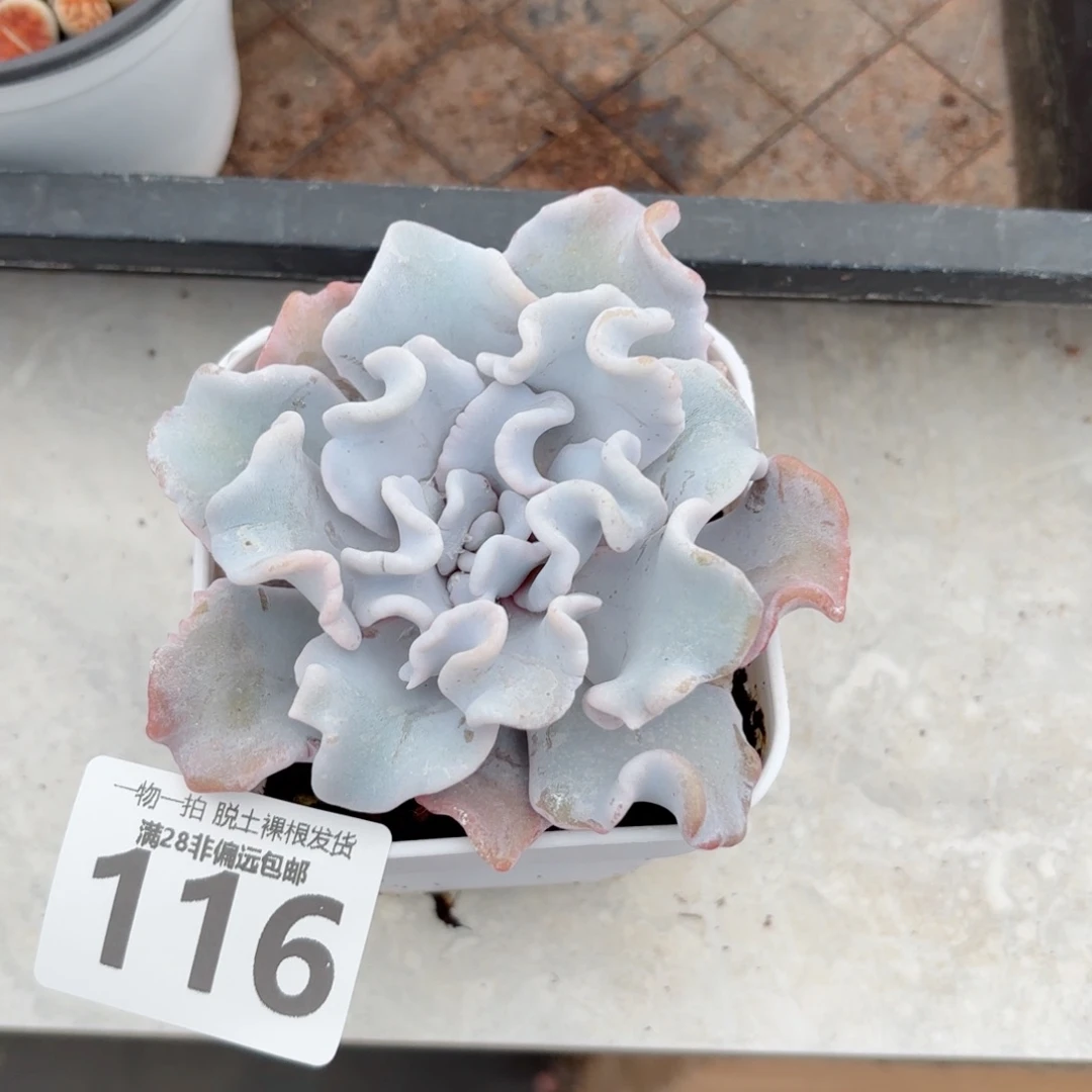芭蕾舞者无盆土发货