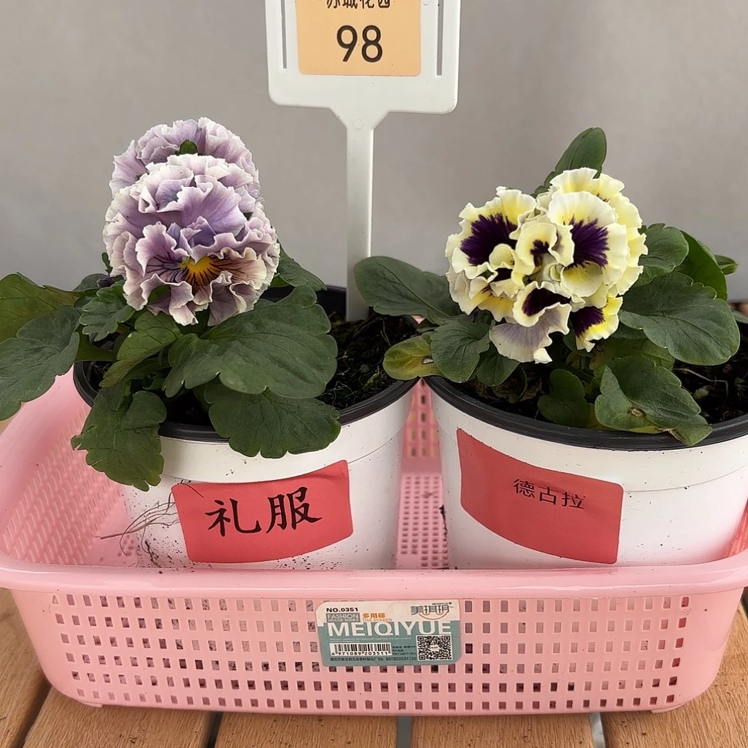 大部分开放少量花苞98