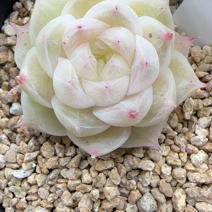 421号梨花白晗雨多肉