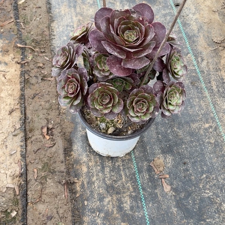 77魅金多肉多肉多肉