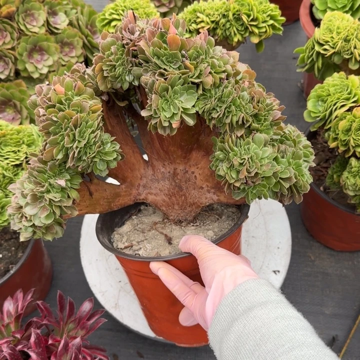 L***i多肉植物玫瑰缀805