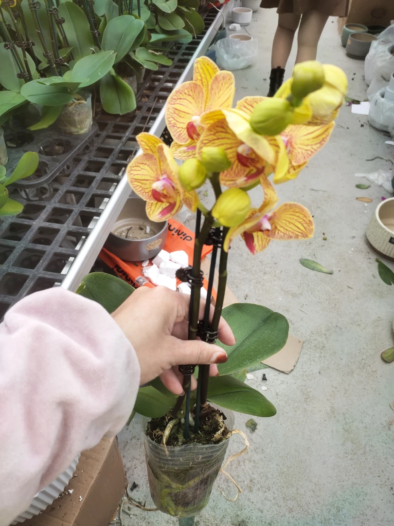 精品蝴蝶兰【柠檬】