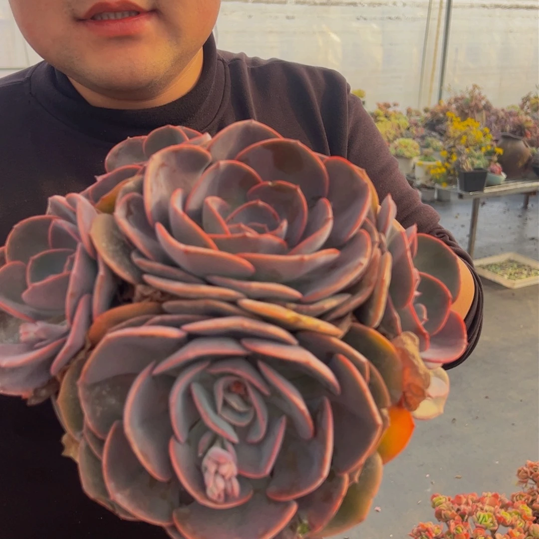 尘埃玫瑰大群生多肉