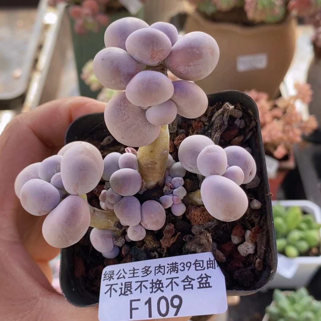 芭比奶洛7cm109多肉植物