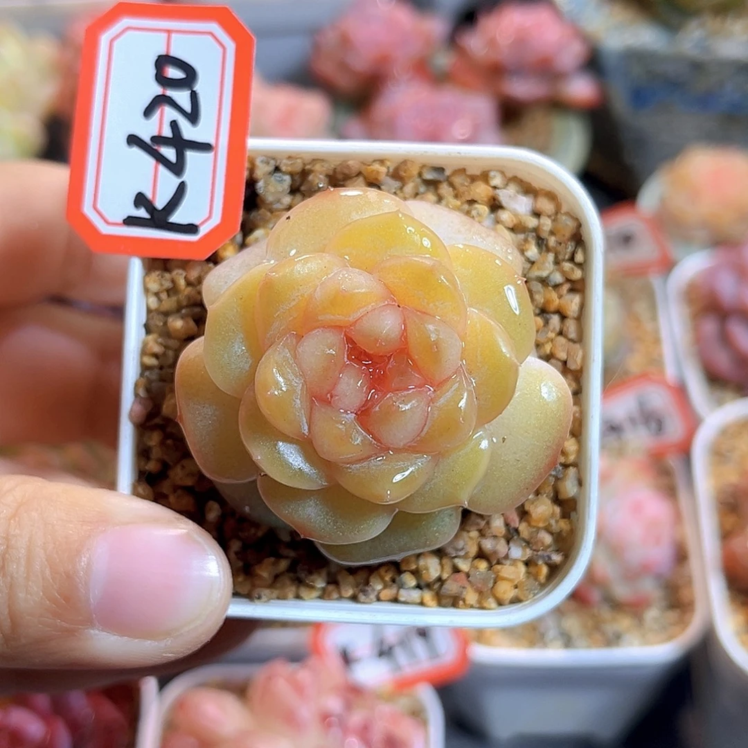 K420  二婶 满18包邮