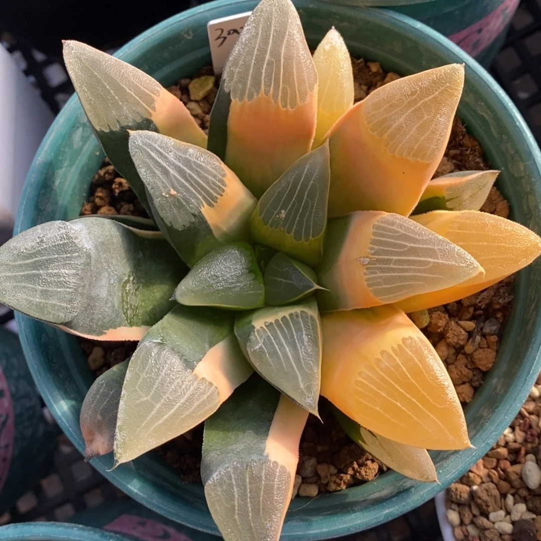 一颗实生大克锦。