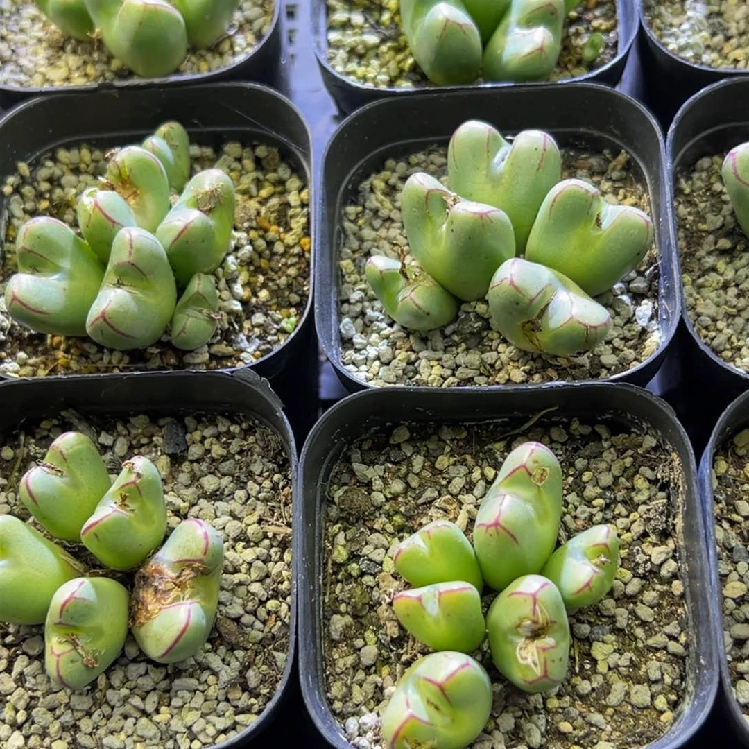 1课1组多肉植物111111111111111