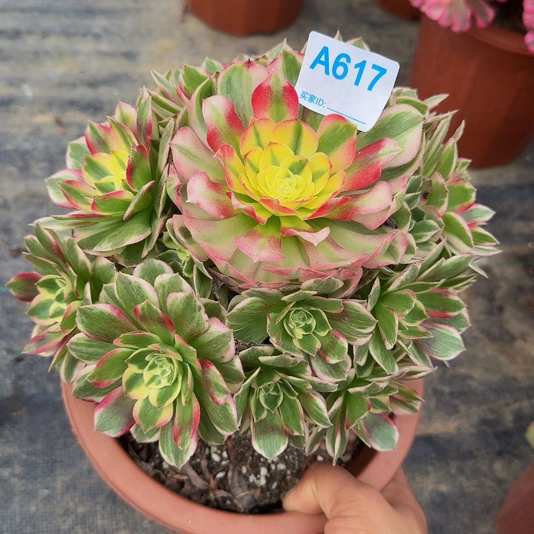 617海鲜444冠服21.2左右