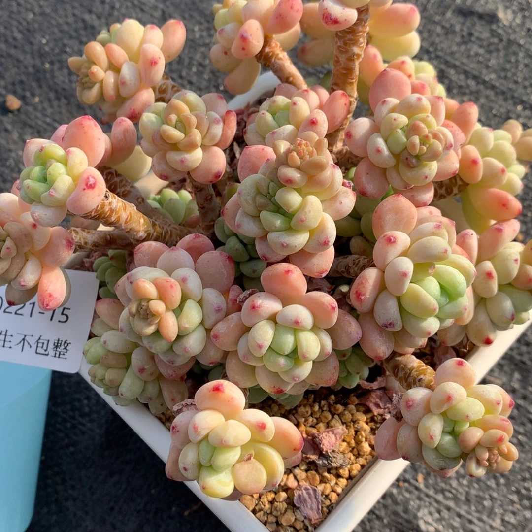 0221-15 罗琦优选