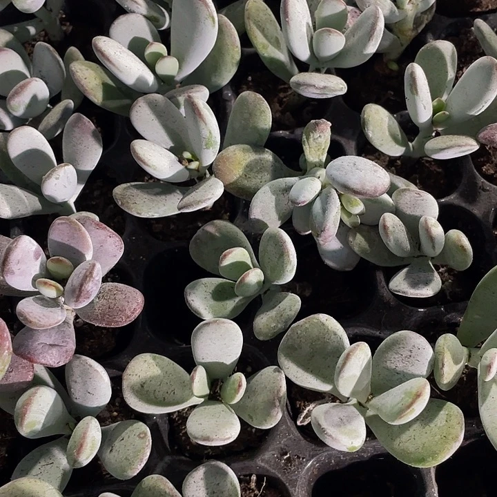 小乒乓1元带土发