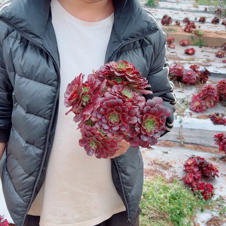 安娜地栽多肉法师