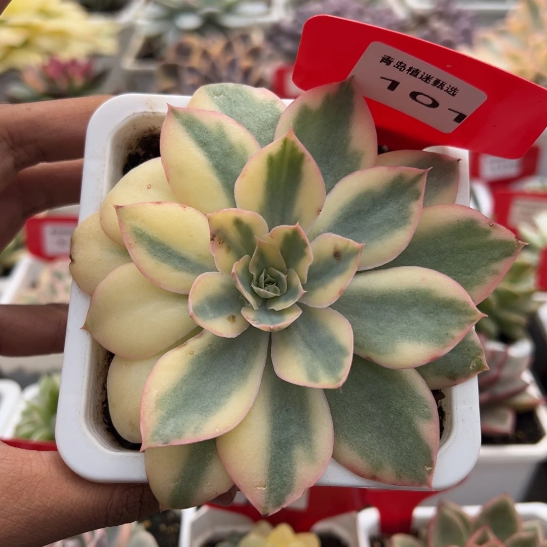 101号pink锦多肉植物
