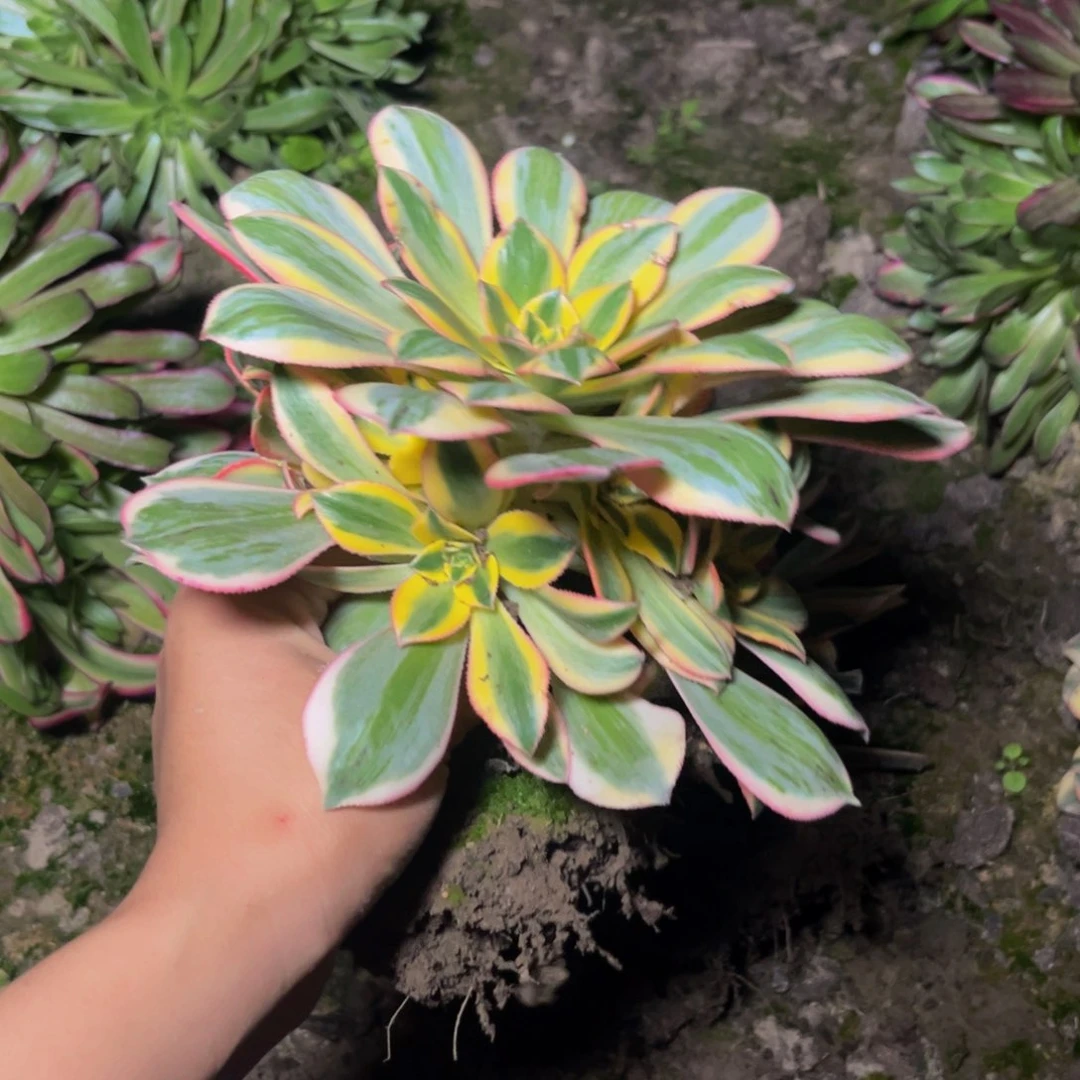 灿烂多肉到货有黑斑多肉