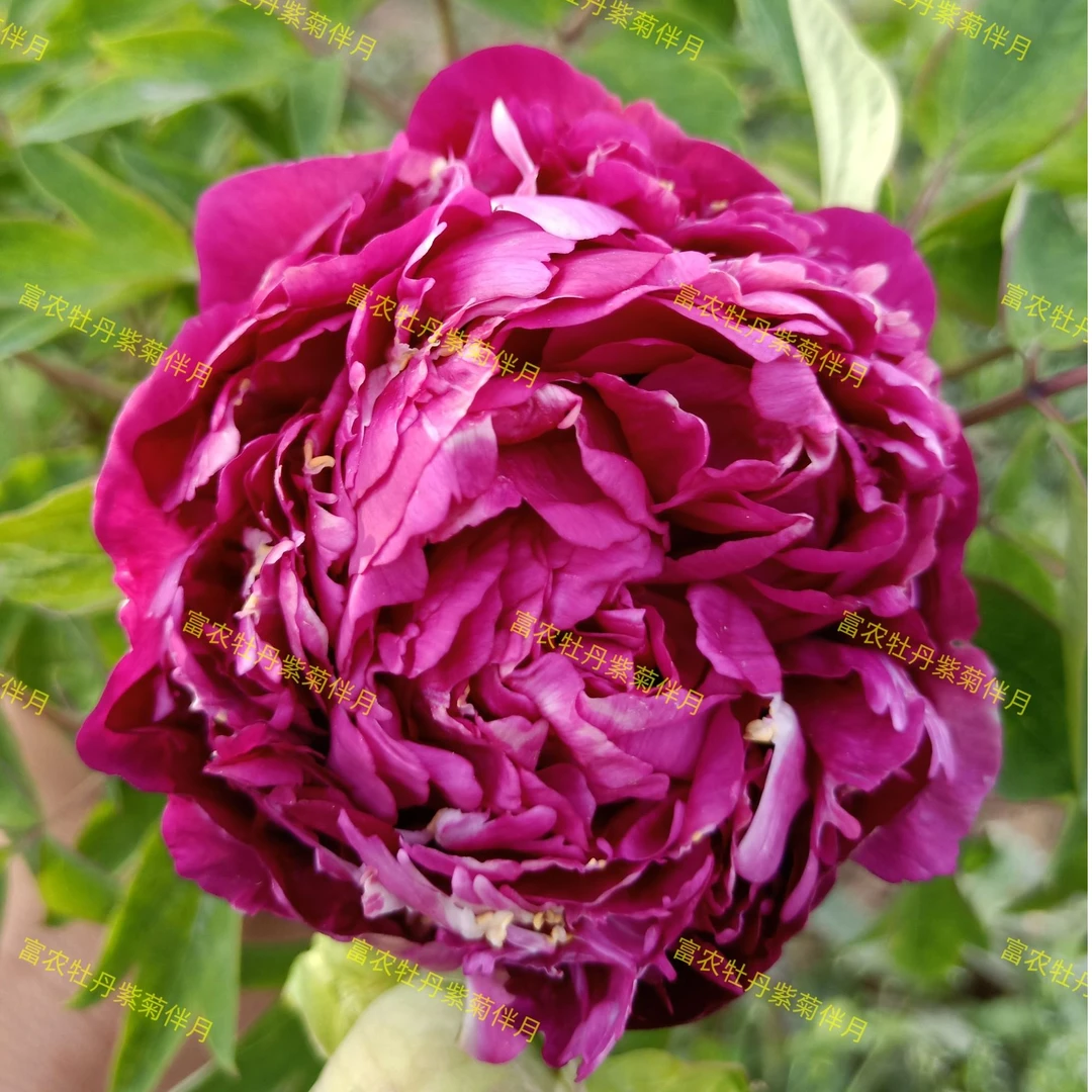 富农紫斑牡丹 紫菊伴月嫁接苗