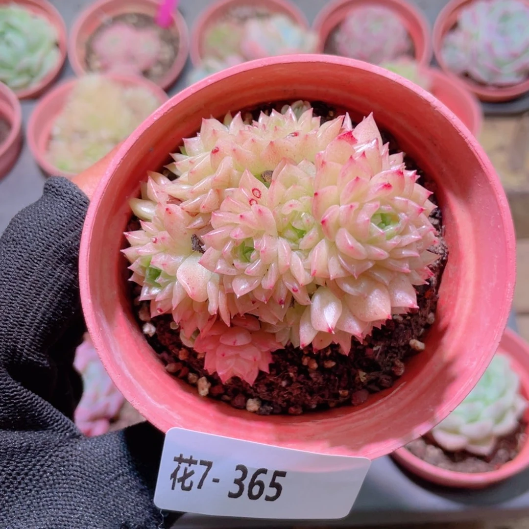 花利美7-365麦秆