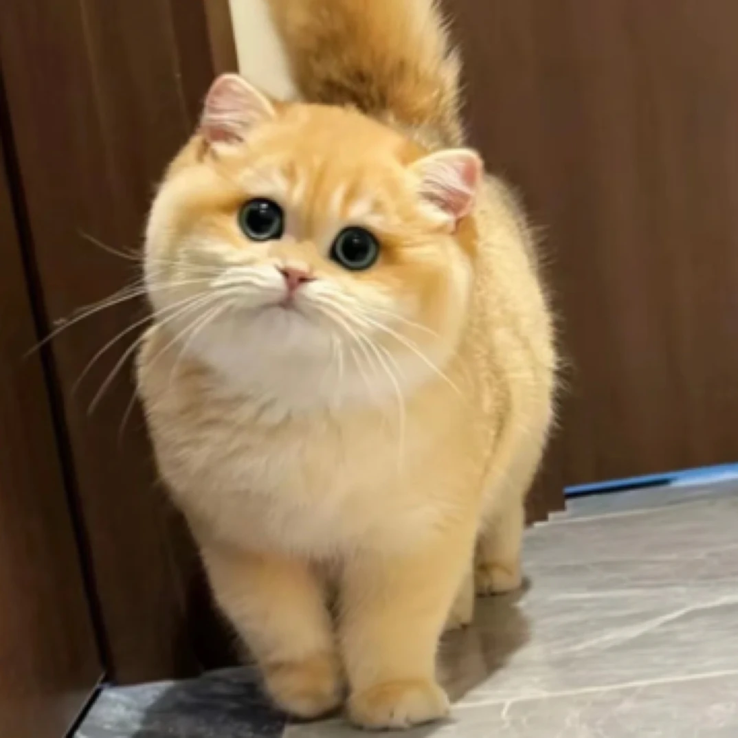 专注金渐层 闪闪发光的小金豆子