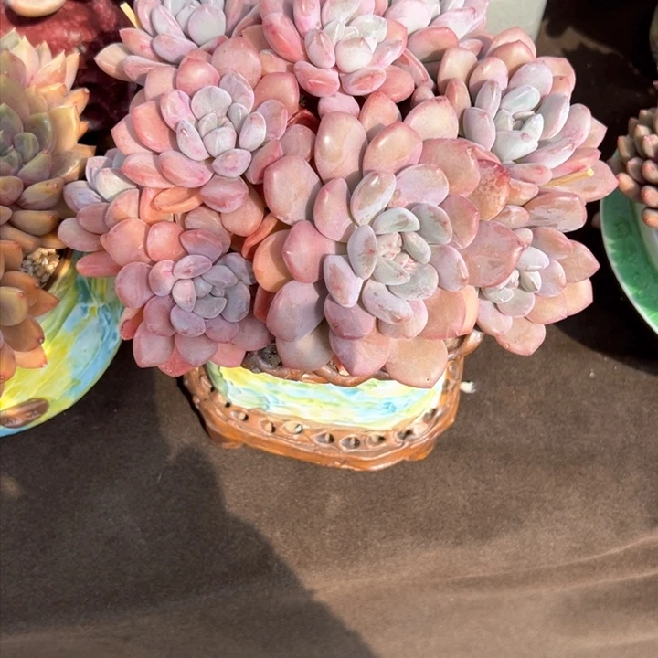 ?**?白鹭一物一拍