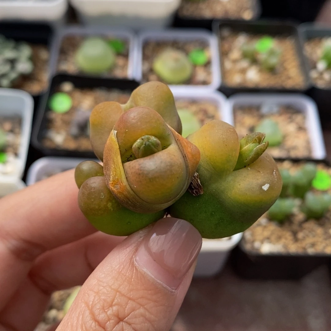 4头（瑕疵）多肉植物346