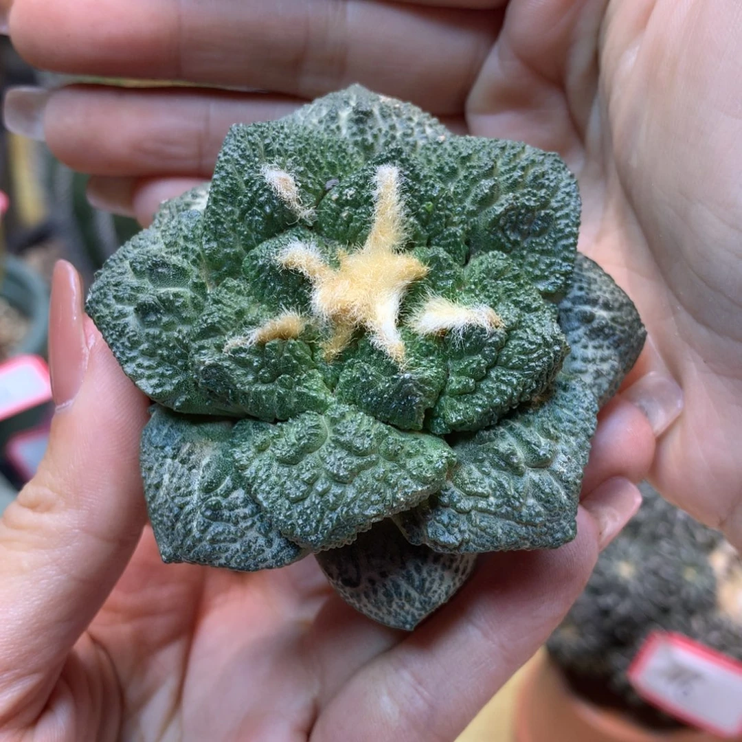 43号  满尤龟甲哥斯拉岩牡丹7公分 无根