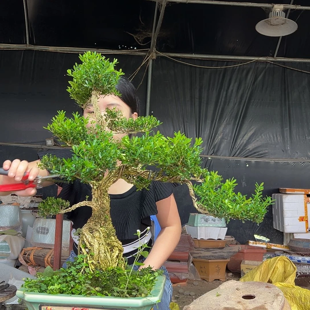 完全开放黄杨盆景