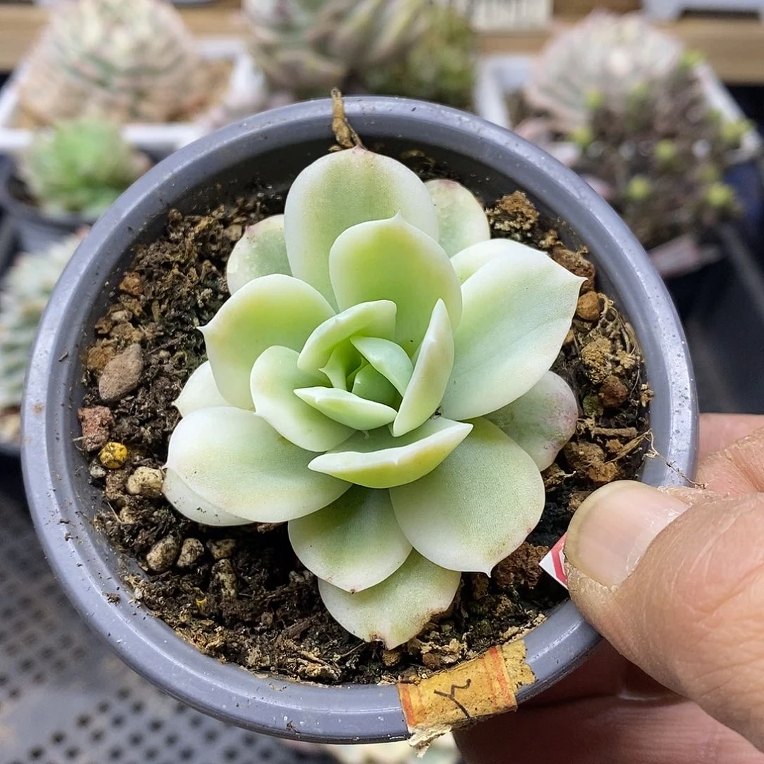 2908 小白龙覆轮锦