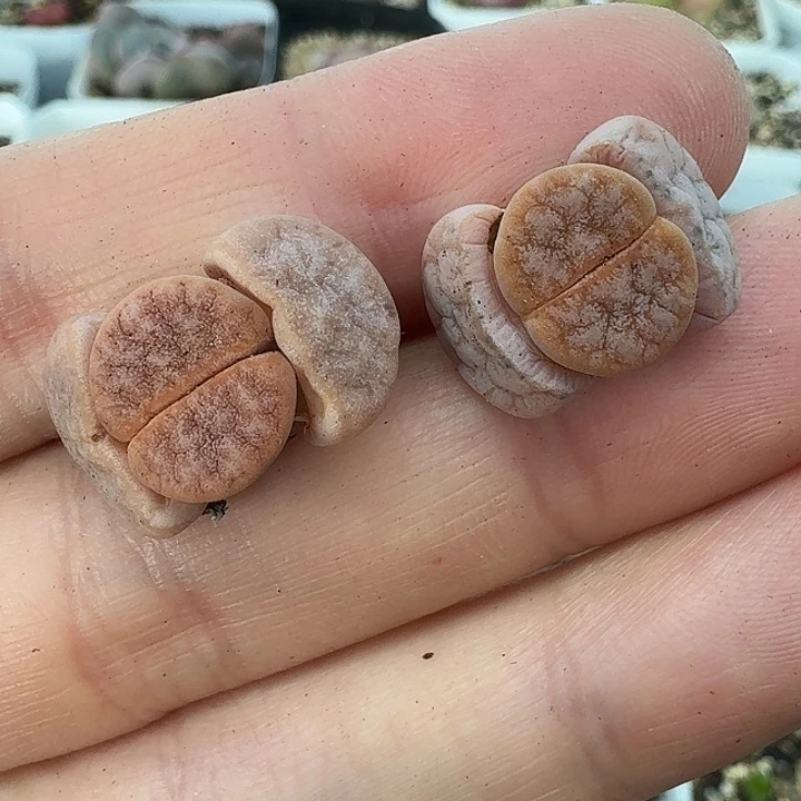 老马生石花拿铁501