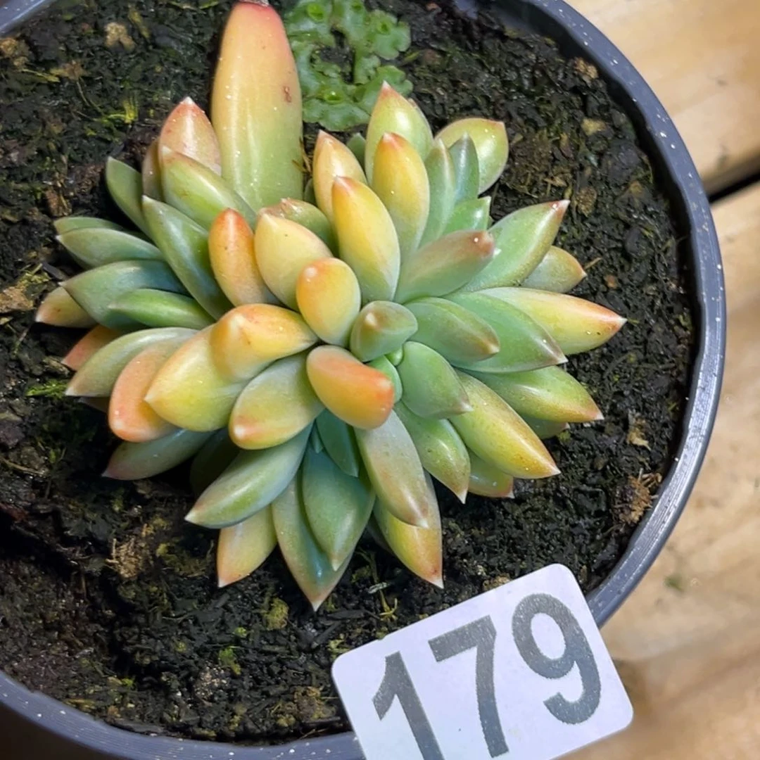 芳***6莫吉托多肉植物179.