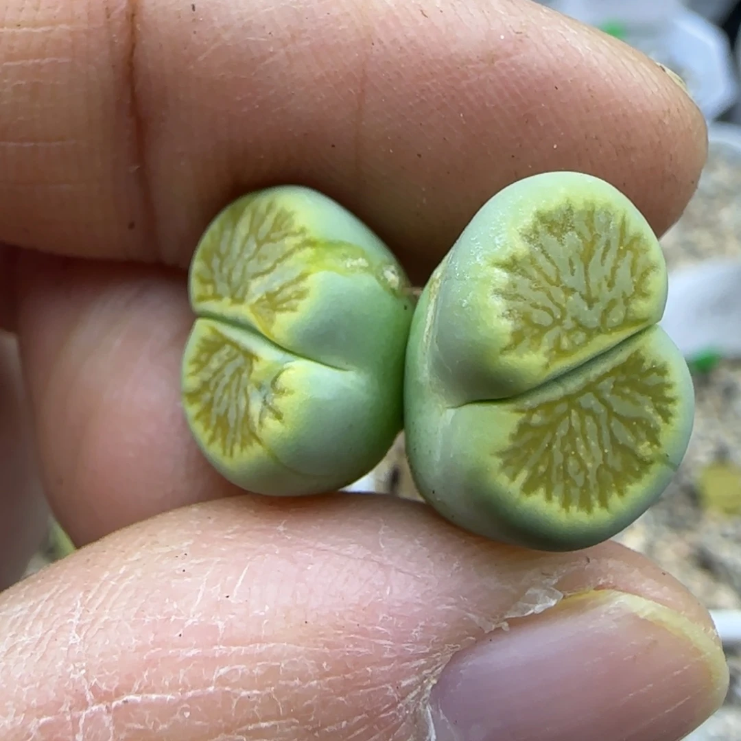 593开播福利一颗双头绿菊