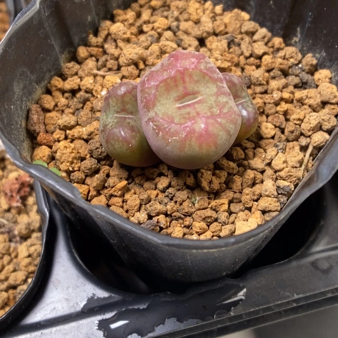 多肉植物肉锥杂交K-091 羽毛纹