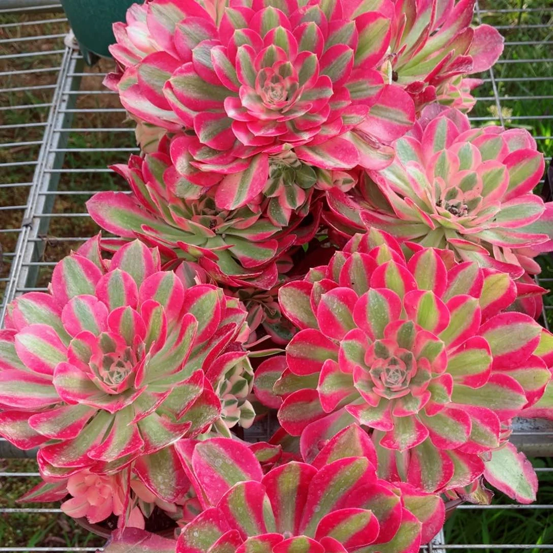 七彩石量拍多肉法师