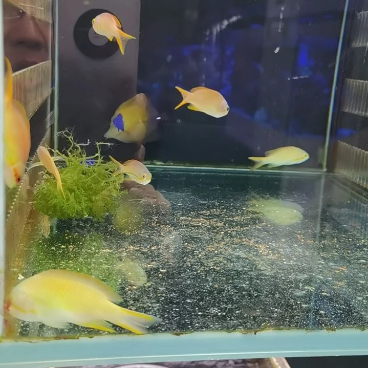 蓝魔2条海水鱼2条
