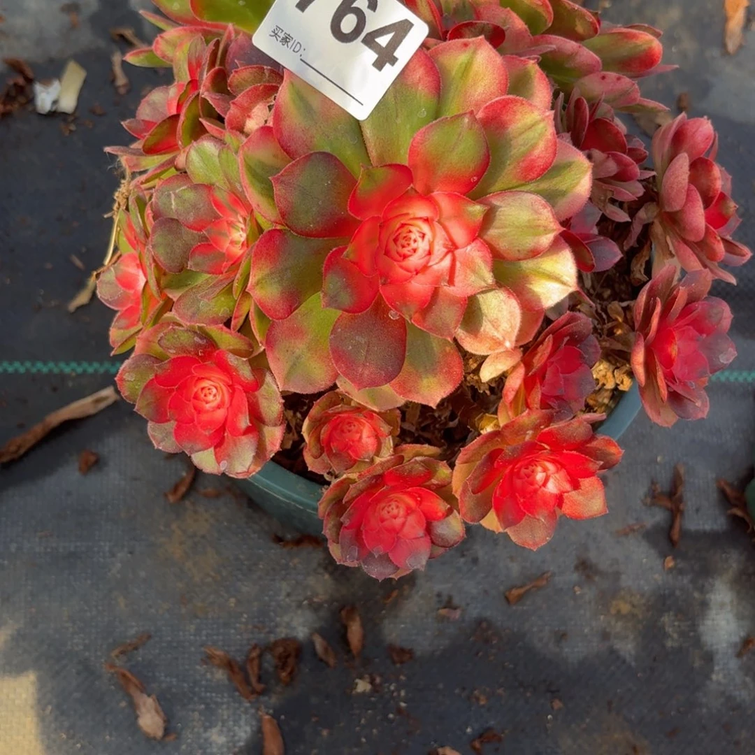 764荔枝多肉植物福利