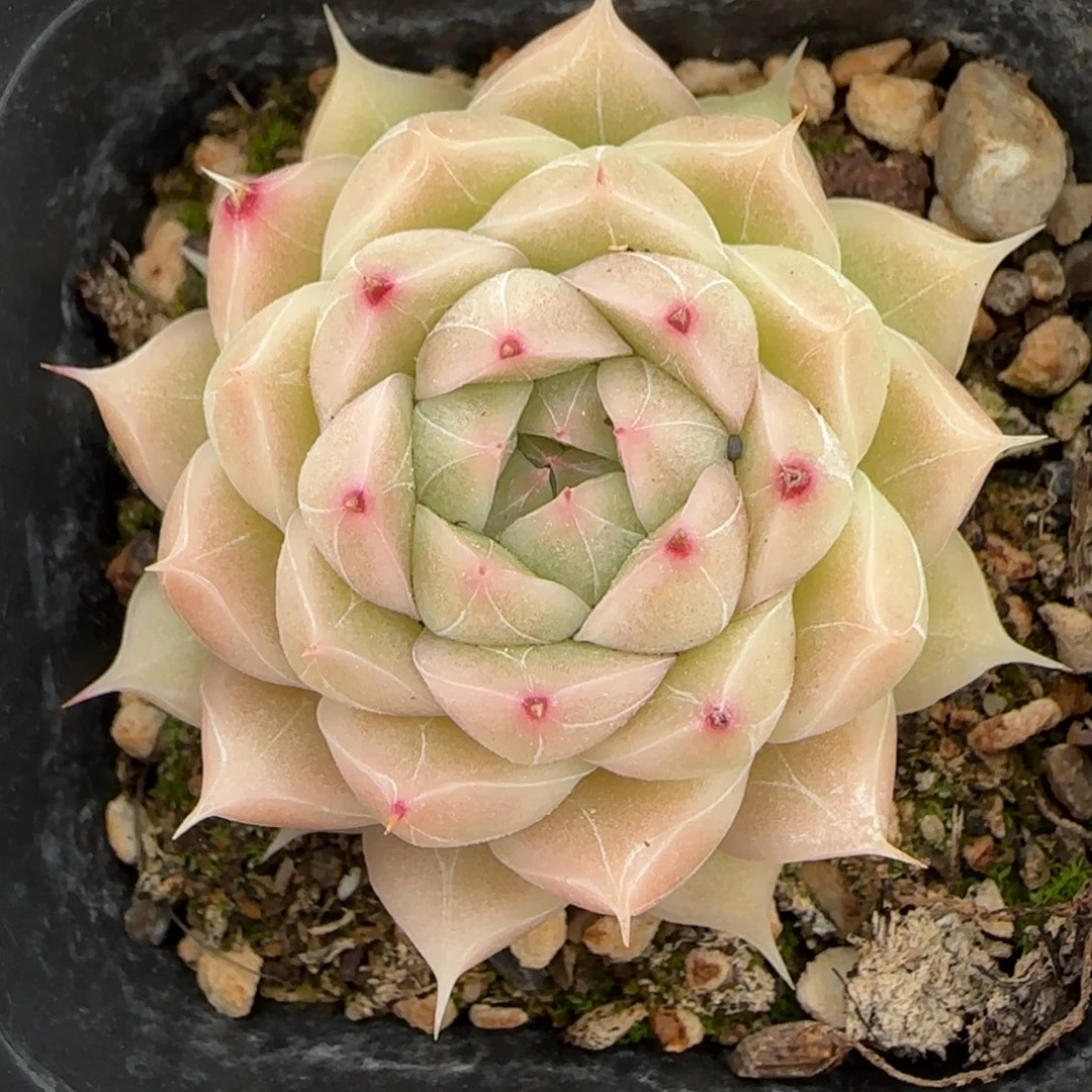 一物一拍珍妮麦秆07123