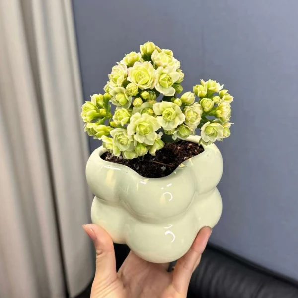 【长寿花】开花植物带花室内盆栽种好发货带盆懒人好养简单易打理