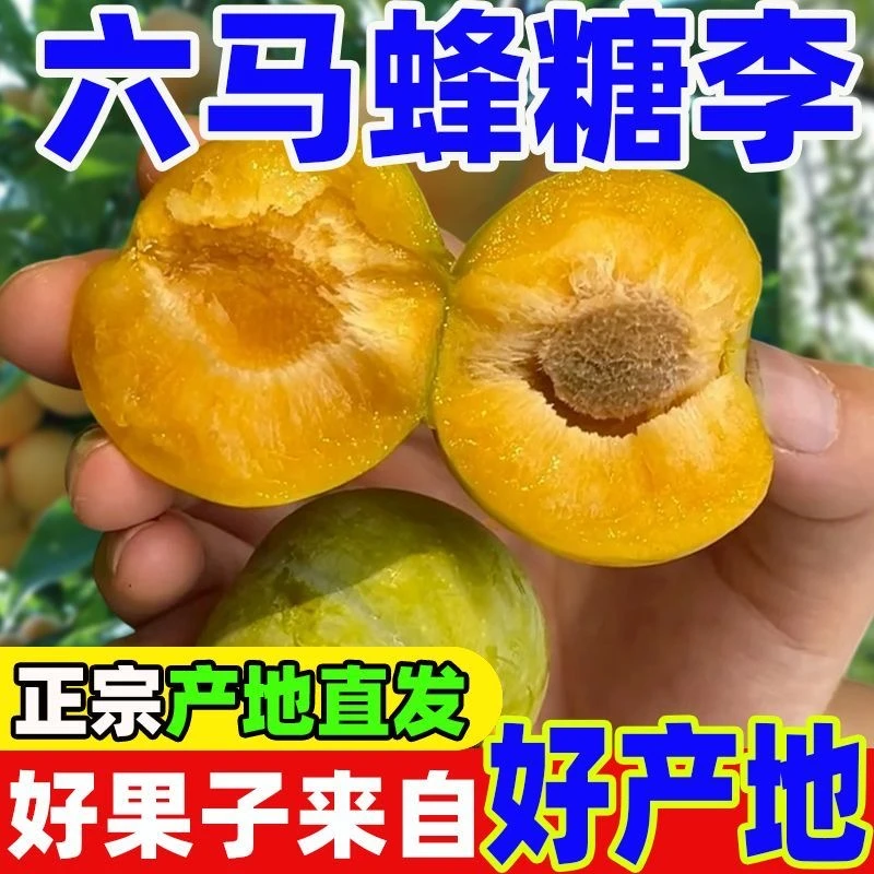 【伟黔推荐】正宗六马蜂糖李纯甜无酸新鲜采摘