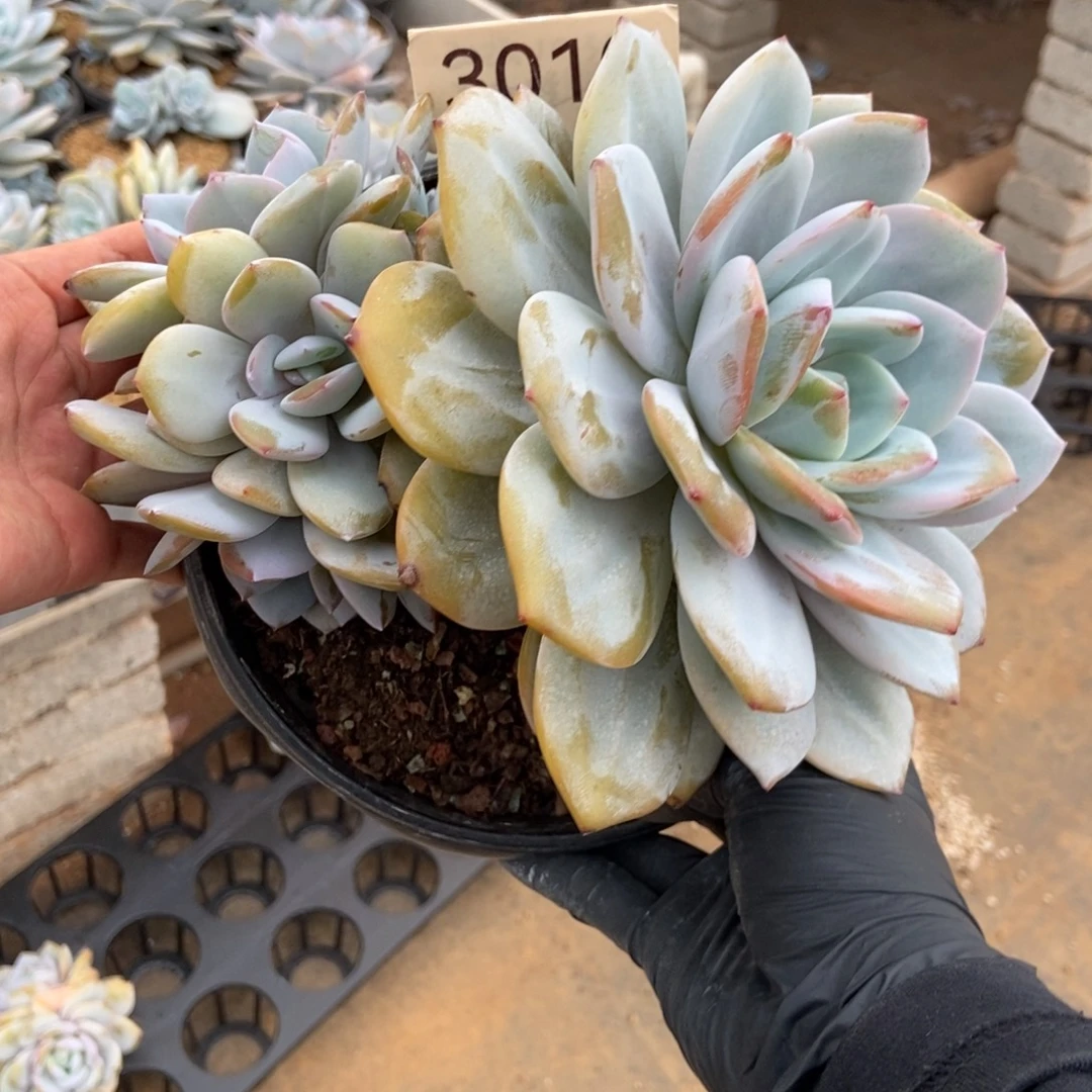 语***越四头奶茶。   3010号。