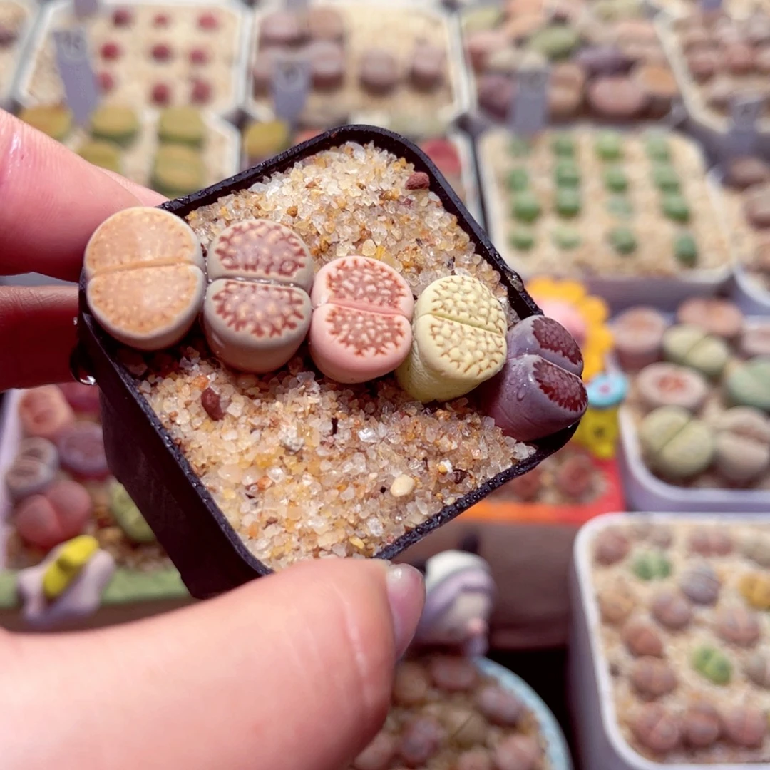 634号带盆包邮发货